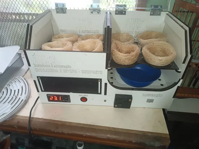 Chocadeira para passaros