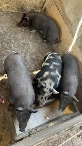 Leitao doação