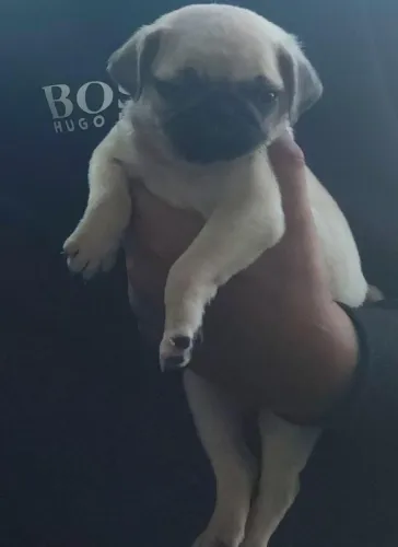 Filhotes de Pug o pequeno brincalhão que arranca sorrisos
