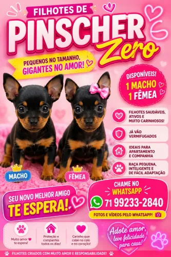 Filhote de pinscher zero