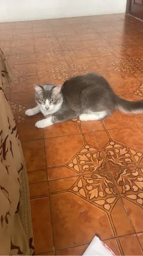 Doação de gato