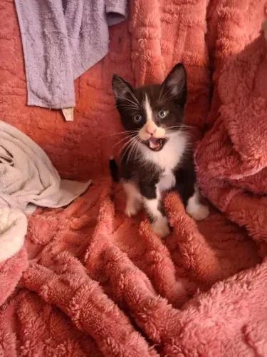 ADOTE lindo filhote frajola