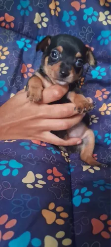 Filhote de pinscher macho