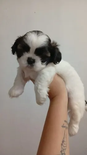 Filhote de Shih Tzu Macho