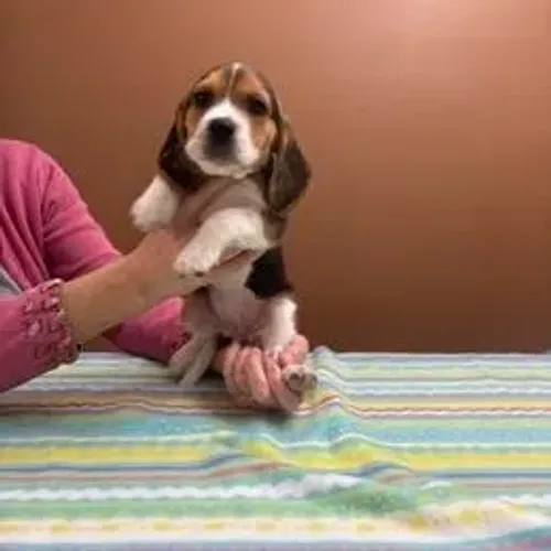 Beagle,Beagle Filhote Estrutura Perfeita Disponível