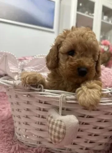 Poodle,Poodle Filhote Vacinado e Vermifugado