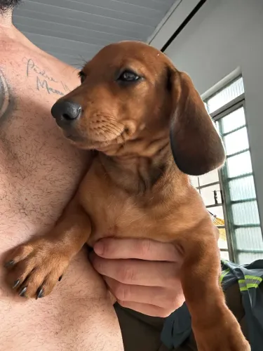 Filhote salsicha/ dachshund