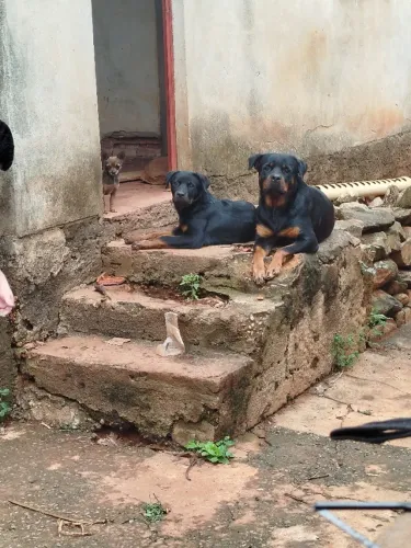 Filhote de Rottweiler femea