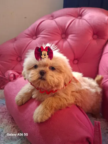 Shihtzu promoção só hoje
