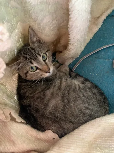 Doa-se lindo filhote de gatinho