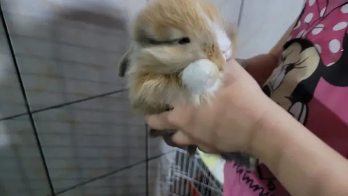 Coelho Miniatura Mini Fuzzy Lop 