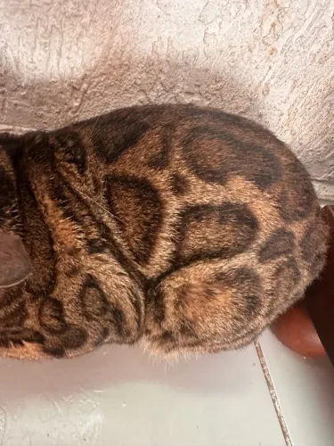 GATO BENGAL REPRODUTOR