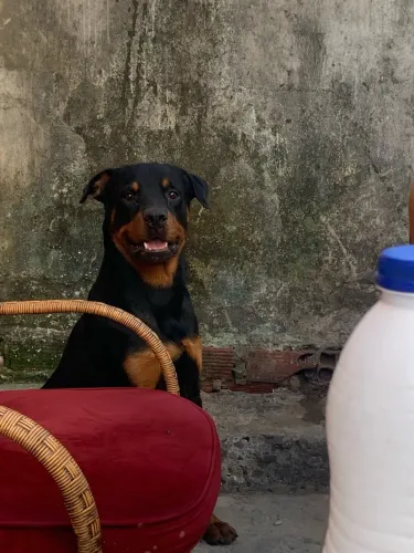 Rottweiler macho disponível pra cruzar