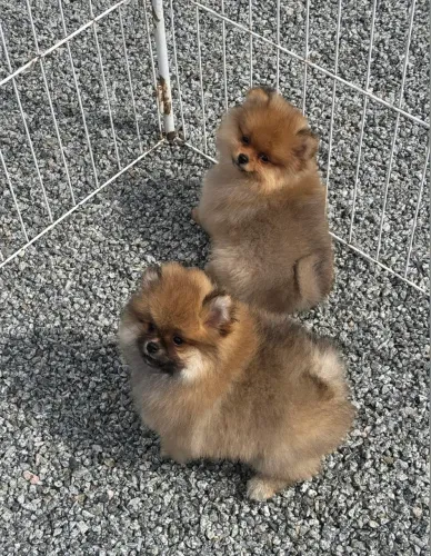 Lindas filhotes fêmeas de Lulu da Pomerânia 