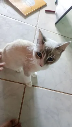 DOA-SE GATO FILHOTE MACHO AZUL, LINDO OLHO  AZUL  AINDA VAI COM A CASINHA