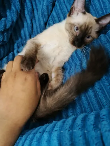 Doação Gatinha fêmea