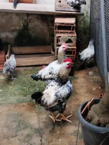 Galos caipira