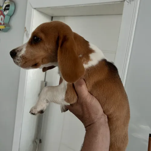 Beagle bicolor fêmea 