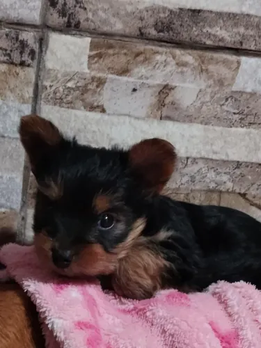 Vendo Yorkshire Terrier