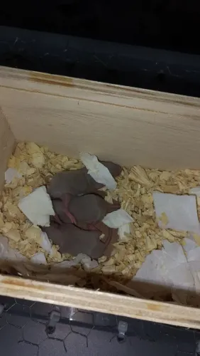 Rato Twister 