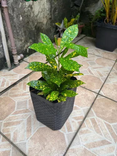Planta brasil