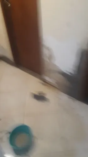 Serviços de pintura em gera *l