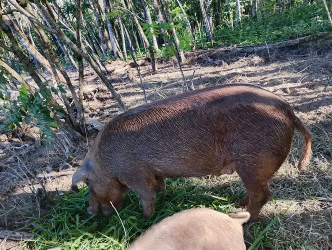 Porca Duroc