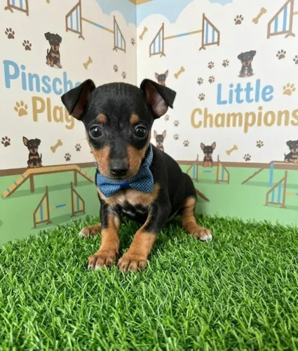 Pinscher disponível macho uma fofura