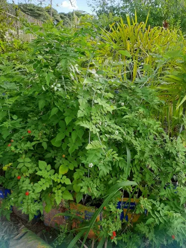 Mudas de framboesa produzindo 