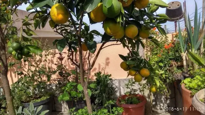 Muda de laranja pêra enxertada/acelerada 
