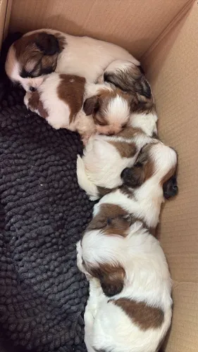 Cachorros 
