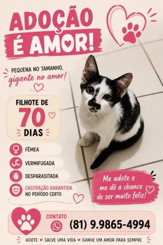 Adoção de filhote linda