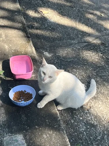 Gato macho para adoção