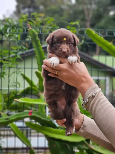 Border Collie | IG @canil.alesnewworld 