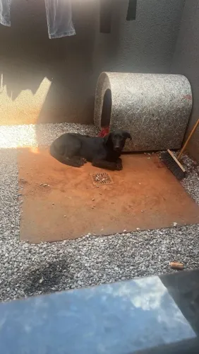 Cachorro Filhote 6 Meses labrador, grande porte DOAÇÃO URGENTE POR MOTIVO DE MUDANÇA