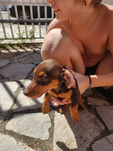 Cachorro Teckel Miniatura 