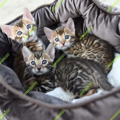 FILHOTES DE BENGAL CAT