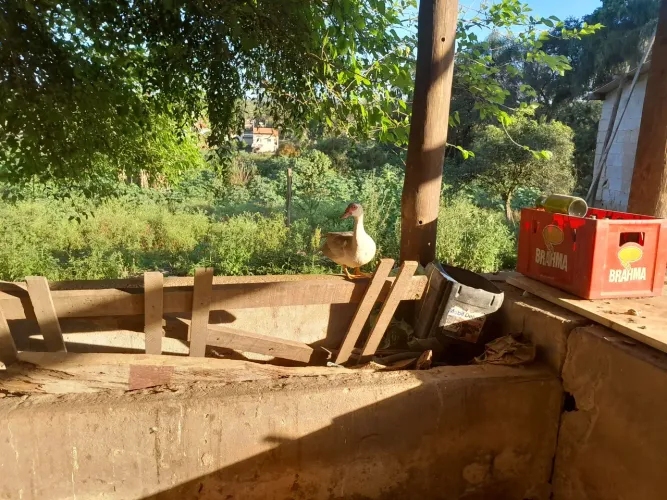 Vende se patos