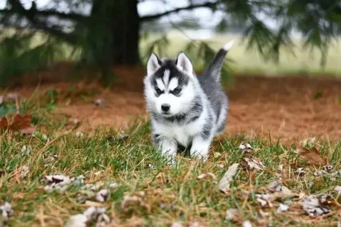 Filhote de Husky Siberiano O Filhote Que Chama Atenção Por Onde Passa