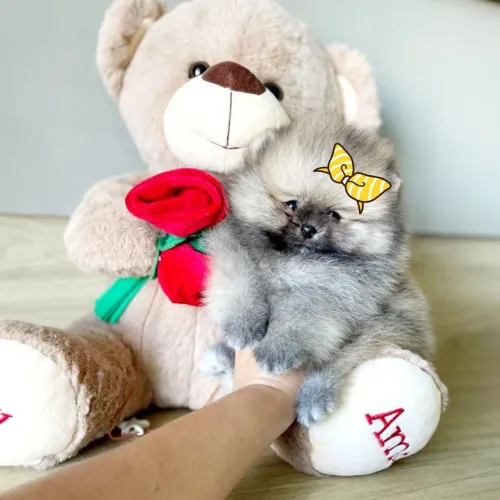 Lulu da Pomerânia Os Ursinhos Lindoa Chegaram