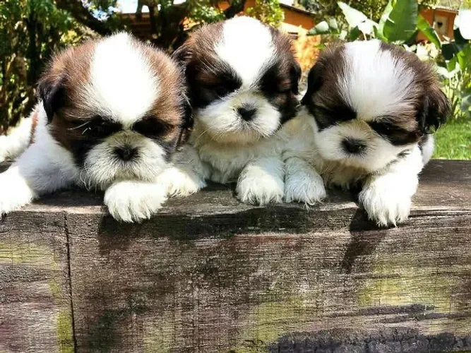 Shih Tzu Fofo a Procura de um Lar