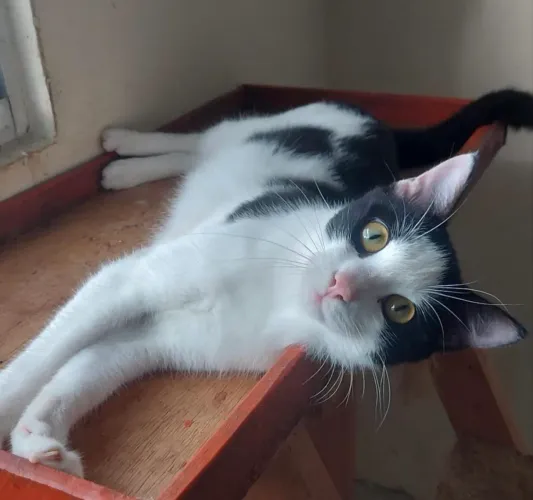 Gato SUPER carinhoso castrado e vacinado para adoção 