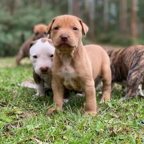 Pitbull Afeto que acompanha o cotidiano