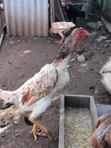 Galos e galinhas mura