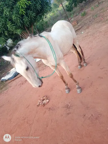 Vendo cavalo