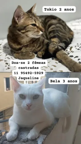 Doação fêmeas castradas 