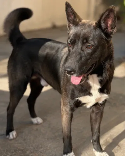 Doação Responsável - Filhote de Husky com Pastor belga malinois