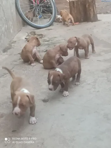 Filhotes de Pit Bull 