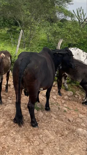 Vaca Mestiça zebuina