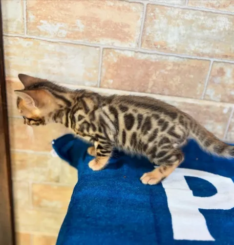 BENGAL CAT MACHO